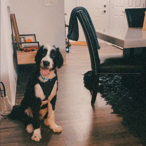 Meet your Posher, Joshua - Picture 1 of 1